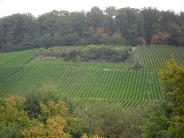 Traumgrundstück in bester Lage mit Blick auf die Weinberge!!!