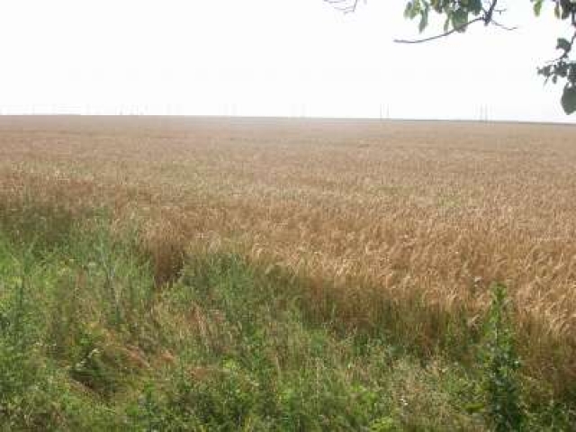 470 Ha Ackerland in Westrumänien zu verkaufen-