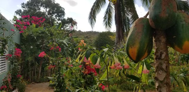 Organic-Fruit-Farm zu Verkaufen.