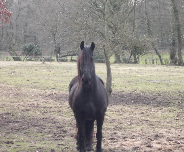 Suche Bauernhaus, Haus m. Stall z. Miete o. Wohngem. auf Bauernhof