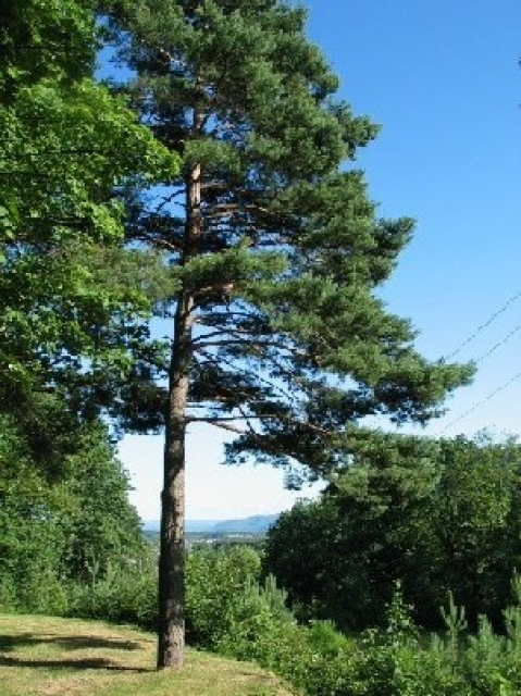 Existens Campingplatz,47000 qm,Wohnhaus ,Gaststätte