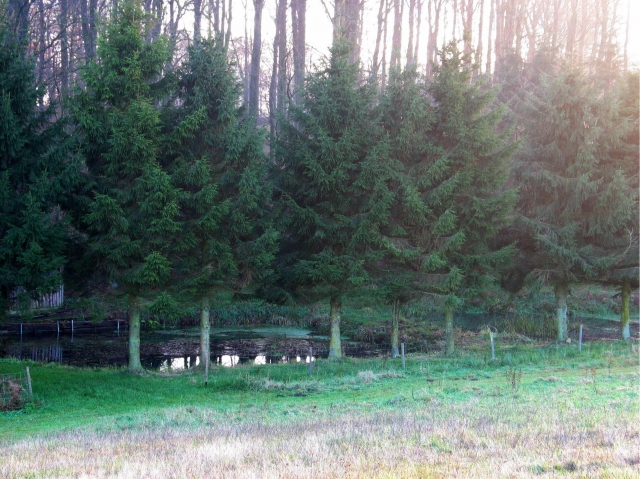 Schön gelegenes Wald- und Wiesengrundstück für Naturliebhaber