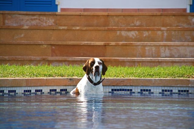 Unterkunft Mallorca Haustiere erlaubt  Urlaub mit Hund