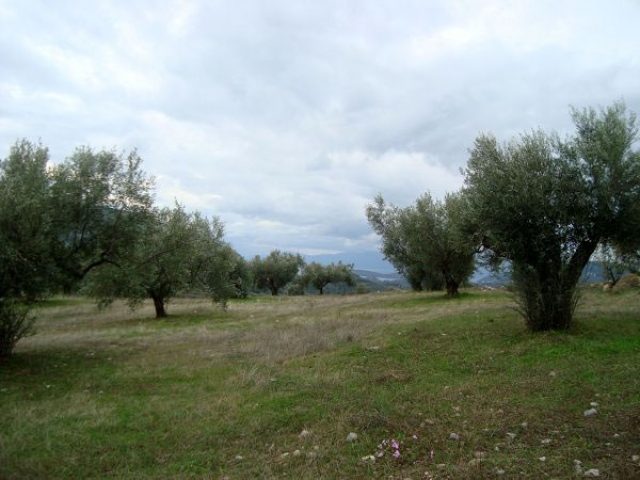 Unser Angebot nahe der Stadt Nafplion/Peloponnes/Griechenland