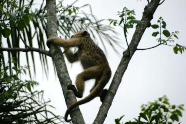 Ländliches Anwesen in Paraguay zu verkaufen