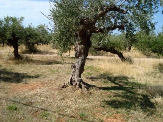 Unser Angebot nahe der Stadt Kalamata/Griechenland