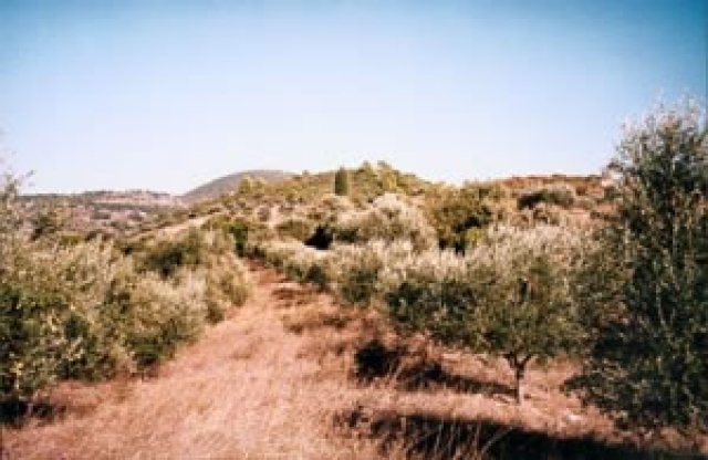 Grundstueck nahe Kyparissia/Griechenland